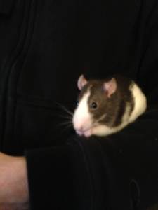 SHAMU Sept 8, 2012 - Nov 20, 2014 